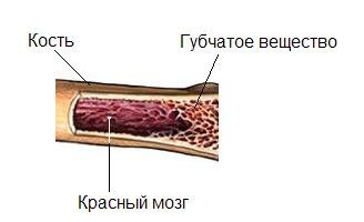 Функция желтого костного мозга в трубчатой кости. Губчатое вещество и костный мозг. Костный мозг анатомия человека. Красный костный мозг анатомические образования. Желатинозный костный мозг.