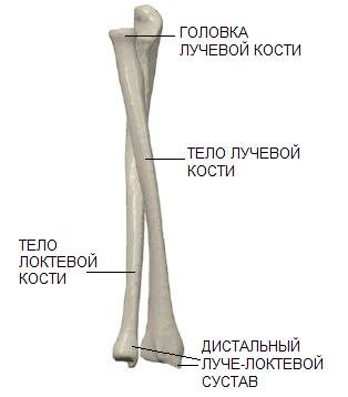 Фото локтевой и лучевой кости